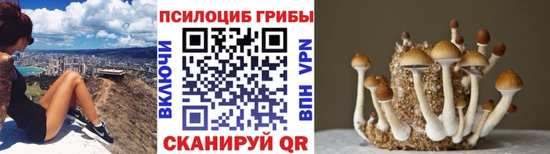 Купить где  Ивантеевка  Галлюциногенные грибы Cubensis 